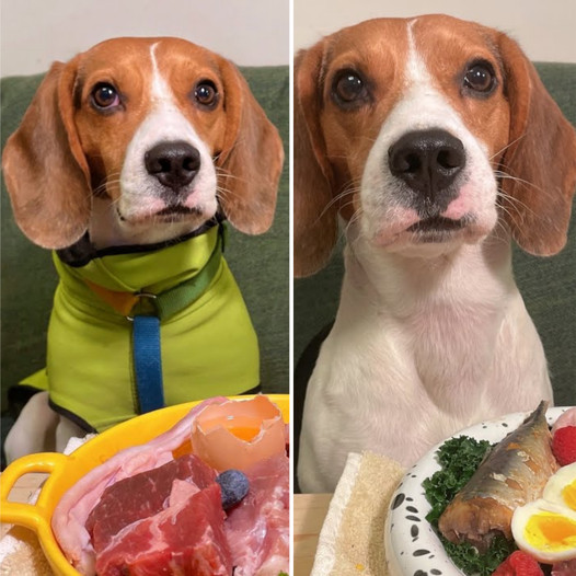 ASMR: Beagle Enjoying Raw Food