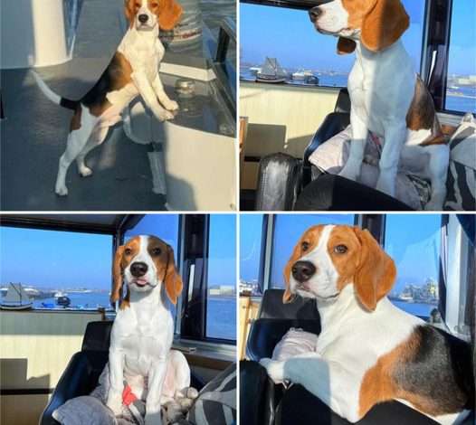 Mic the Beagle Takes to the Seas: Winning Hearts with Adorable Ocean Escapade