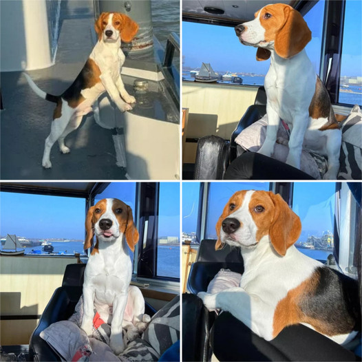 Mic the Beagle Takes to the Seas: Winning Hearts with Adorable Ocean Escapade