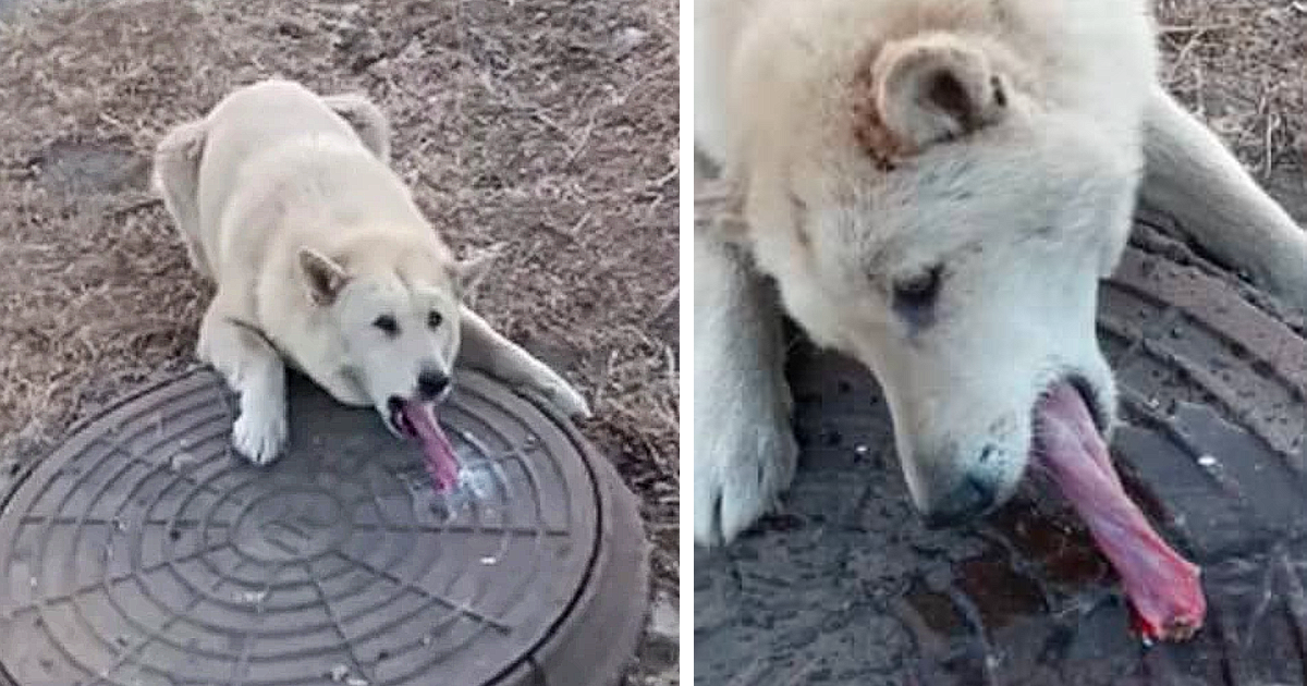 A man discovers a helpless dog with its tongue frozen to a sewer grate and heroically rescues it, demonstrating true compassion