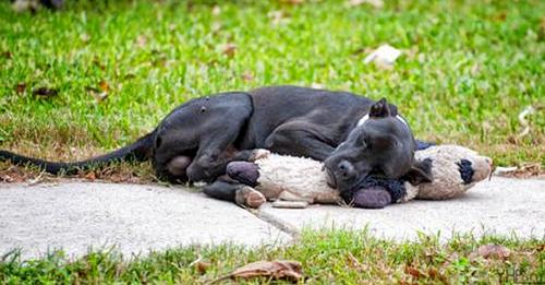 A Heartwarming Tale: Homeless Dog Found with Stuffed Animal Becomes Internet Sensation