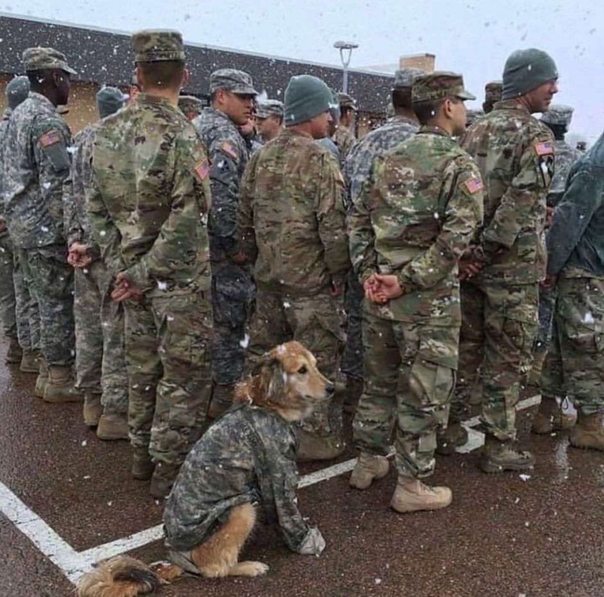 The stray dog Mina traveled over 50 kilometers to a military base, hoping to be adopted and serve as a military dog. Dressed in a soldier’s uniform, Mina has touched hearts worldwide.