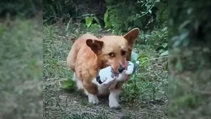 Man Shocked to See Dog Mom Carrying Tiny Puppy in Her Mouth, Pleading for Help