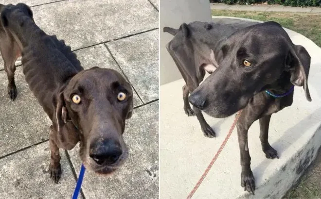 Emaciated Dog That Ate Rocks and Twigs in Desperation Finally Finds a Loving Family