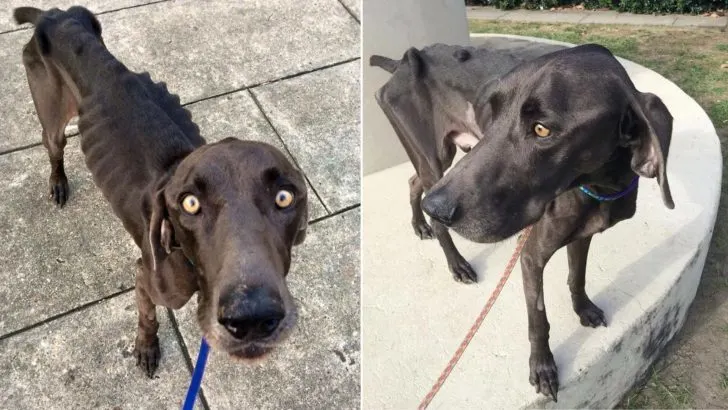 Emaciated Dog That Ate Rocks and Twigs in Desperation Finally Finds a Loving Family