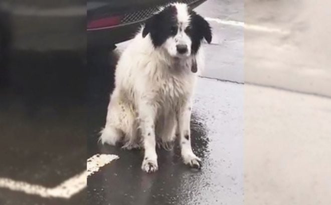 A Loyal Abandoned Pup Spent Hours in the Pouring Rain, Hoping His Owners Would Return