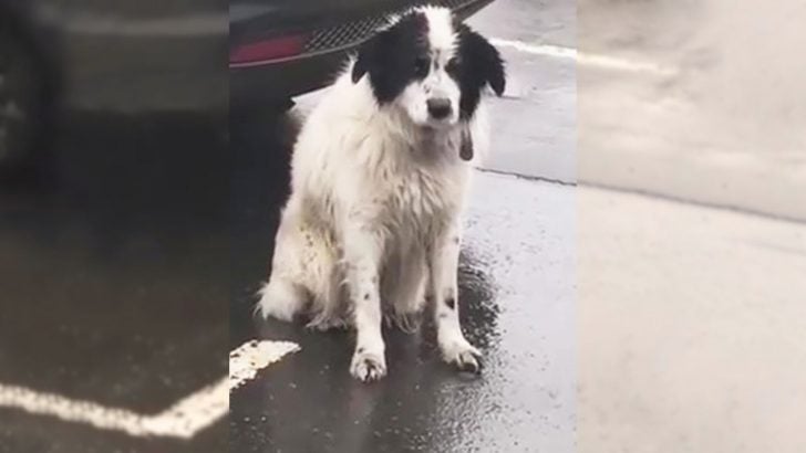 A Loyal Abandoned Pup Spent Hours in the Pouring Rain, Hoping His Owners Would Return