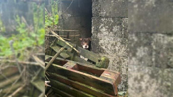 A Sad Dog Locked in a Dirty Place Can’t Stop Smiling After Feeling Loved Again