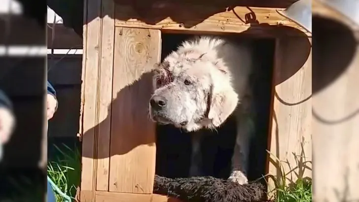 Title: Abandoned in His Doghouse, a Sweet Dog Finds a Loving Family