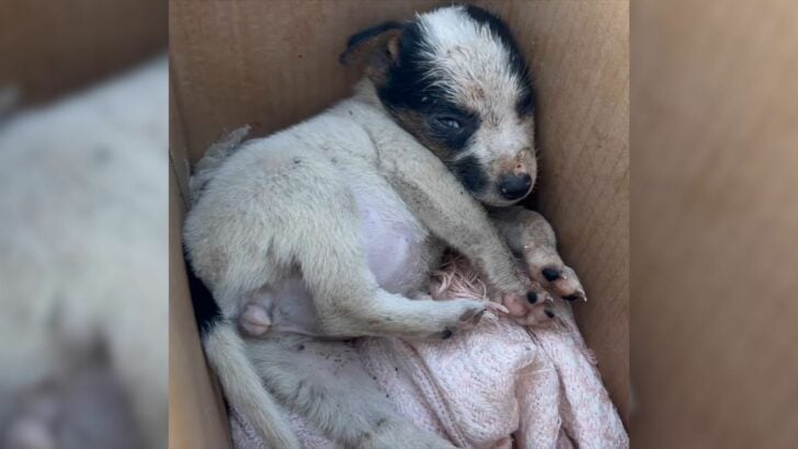 Abandoned Puppy Kept Crying After Being Handed Over to Local Kids by a Stranger