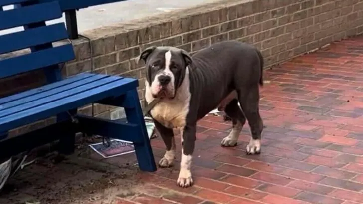 Lonely Dog Tied to Bench Longs for His Family’s Return