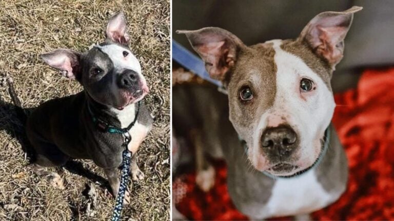 Resilient Pittie Pleads for a Real Home After Enduring Abuse, Surrender, and Two Years in Shelter