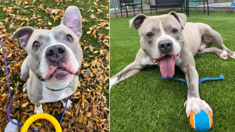 Adorable Pit Bull “Bear” Urgently Seeks Foster Home After 5 Long Years in Shelter