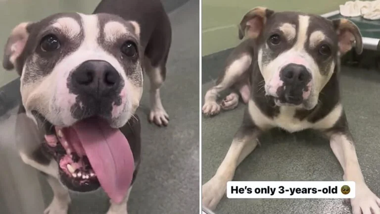 Dog Longing for a Permanent Home After Being Returned to Shelter Due to Bullying by Other House Dogs