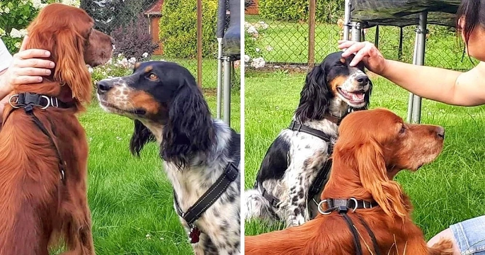 Abandoned by Heartless Individuals, a Dog is Left Tied to a Tree Rather than Being Rescued