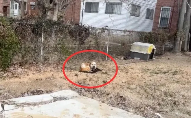 Rescuers Stunned to Discover a Helpless, Freezing Dog Chained in an Abandoned Yard