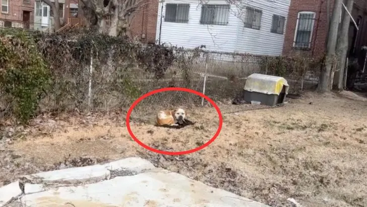 Rescuers Stunned to Discover a Helpless, Freezing Dog Chained in an Abandoned Yard