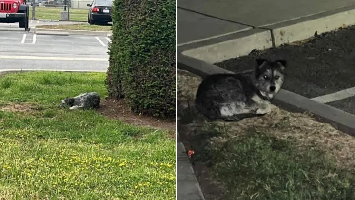 Dog Abandoned in a Parking Lot Spends Weeks Waiting for Her Family