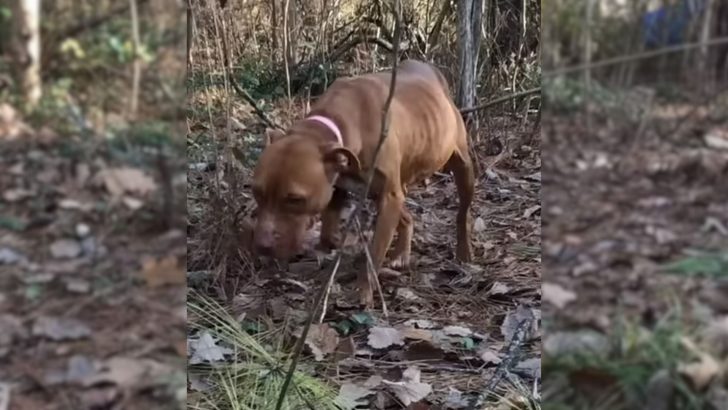 A Shy Pit Bull Learns to Trust After a Lifetime in the Wilderness, Thanks to a Stranger’s Months of Dedication