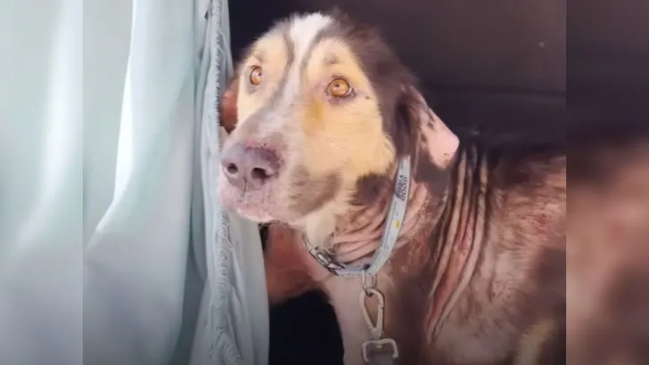 Sweet Stray Dog Leaps Into Woman’s Car Hoping for Adoption