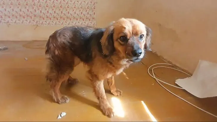 Heartbroken Dog Refuses to Leave Home After the Tragic Loss of Her Owner