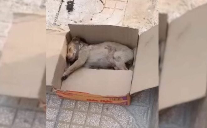 This Tiny Puppy, Placed in a Cardboard Box, Cried Loudly, Unable to Move at All