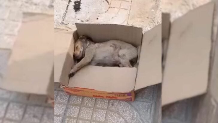 This Tiny Puppy, Placed in a Cardboard Box, Cried Loudly, Unable to Move at All