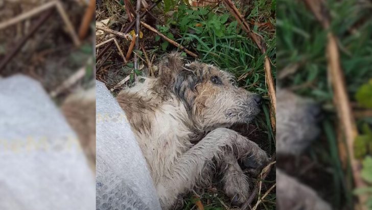 Confused Dog Abandoned in Woods Helplessly Waited for a Kind Human to Hear His Cries