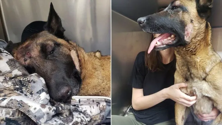 Belgian Malinois Eva Saves Her Human from a Mountain Lion Attack