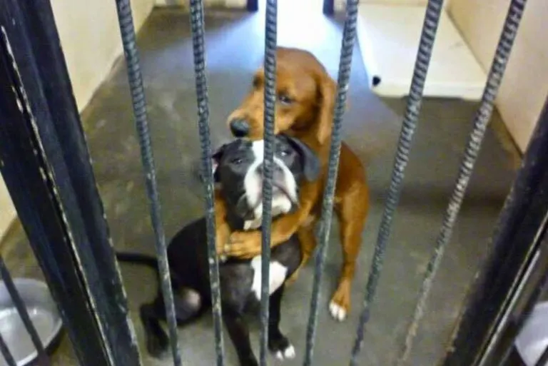 These Beautiful Dogs Were Nearly Euthanized but Got a Second Chance Thanks to a Hugging Photo