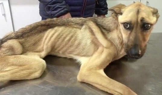 Emaciated and frail, the neglected stray dog struggles against starvation and dehydration in a relentless fight for survival