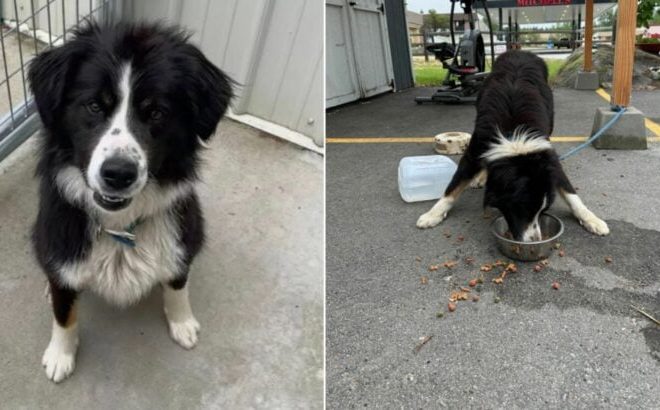 Idaho Shelter Staff Heartbroken After Discovering a Terrified Border Collie Mix Tied to Their Donation Shed