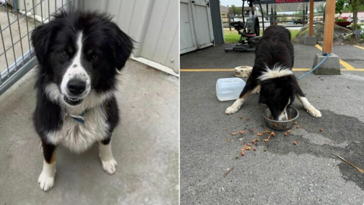 Idaho Shelter Staff Heartbroken After Discovering a Terrified Border Collie Mix Tied to Their Donation Shed