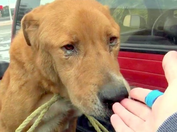 A senior dog, abandoned by his family, was found despondent on the streets, desperately begging for food and companionship, left alone and dejected.