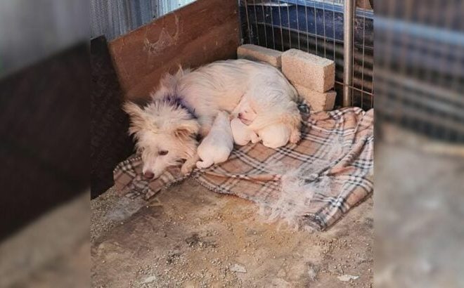 A Mother Dog and Her Puppies Trembled in the Cold Corner of the Shelter Until She Arrived