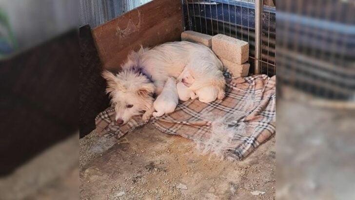 A Mother Dog and Her Puppies Trembled in the Cold Corner of the Shelter Until She Arrived