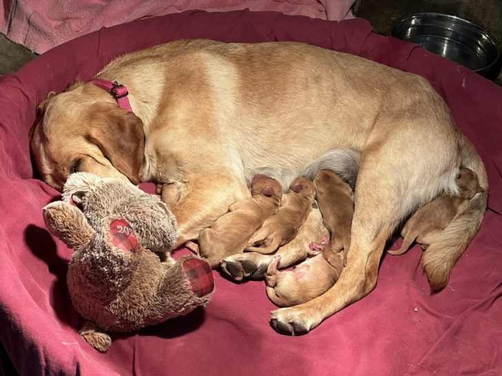 Staff Heartbroken to Discover a Pregnant Pup Tied to Their Shelter, Clinging to Her Beloved Teddy Bear