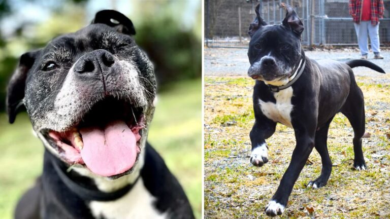 After a Decade in the Shelter, Rescuers Urgently Seek a Forever Home for Senior Boxer Dog