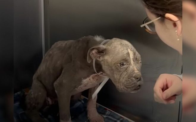 Neglected Puppy Appeared Old Until Rescue Gave Him a New Chance at Life