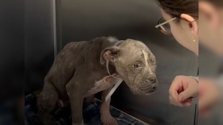 Neglected Puppy Appeared Old Until Rescue Gave Him a New Chance at Life