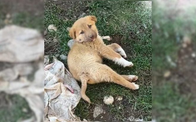 A Puppy with a Broken Spine Couldn’t Stop Crying from the Pain Until Kind Souls Found Him