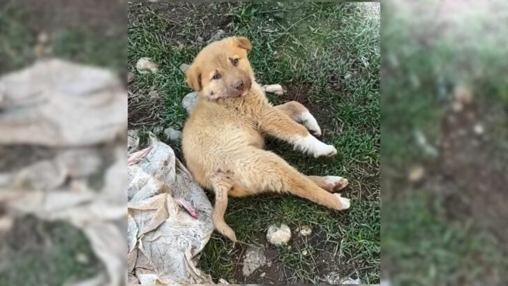 A Puppy with a Broken Spine Couldn’t Stop Crying from the Pain Until Kind Souls Found Him