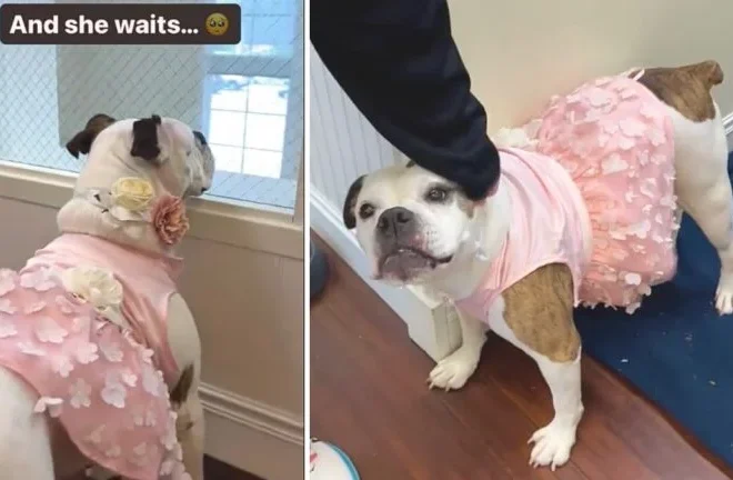 Shelter Staff Plead for Someone to Give a Sweet Senior Bulldog a Chance at a Forever Home