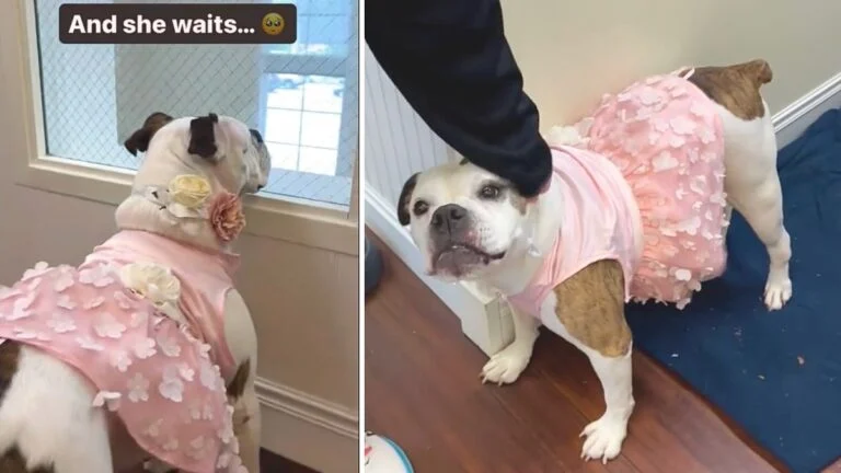 Shelter Staff Plead for Someone to Give a Sweet Senior Bulldog a Chance at a Forever Home