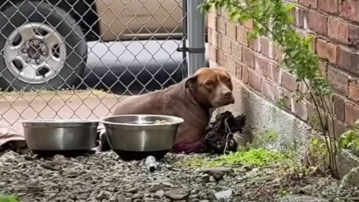 Rescuer Discovers Puppy in Alley and Offers Her a Fresh Start