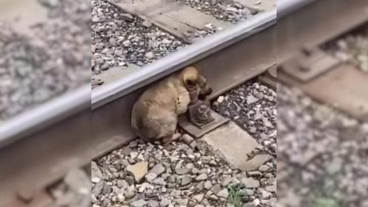 Rescuer Sees Three-Week-Old Puppy on Railway and Rushes to Save Him