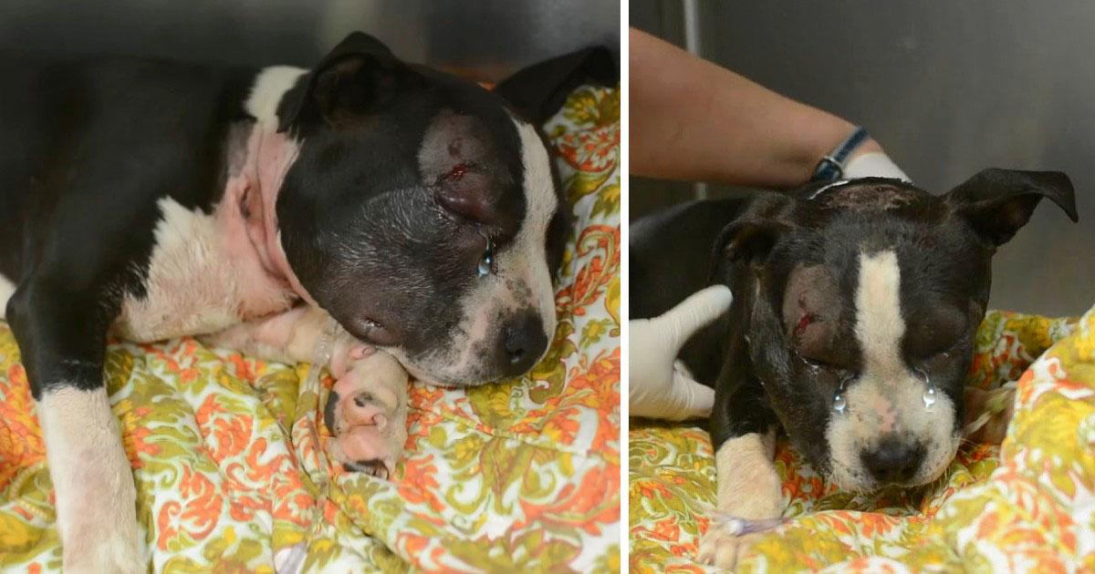 In front of a stranger’s house, a bait puppy collapses, prompting the homeowner to rush out and save its life.