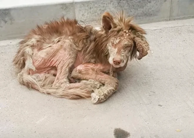 Stray Met a Woman Determined to Transform Him into a Stunning Purebred Boy