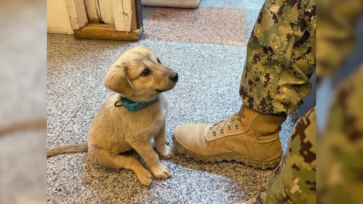 Stray Puppy Wanders into Naval Base and Finds the Owner He Always Hoped For