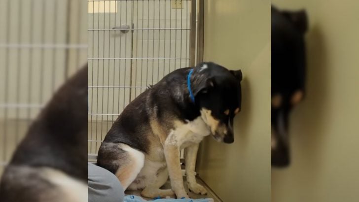 This Heartbroken Dog Couldn’t Stop Staring at the Wall After Being Returned to the Shelter